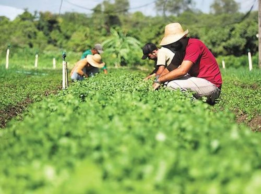 Mapa E Ufv Promovem Capacita O Em Cooperativismo Para Agricultura